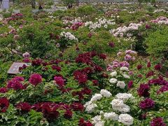 -曹州百花园