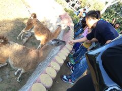 -石家庄市动物园