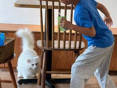 -有猫主题·治愈系猫咖(曾厝垵店)