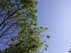 -丁香湖公园