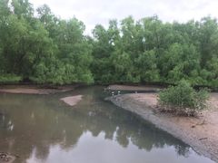 -大亚湾红树林城市湿地公园