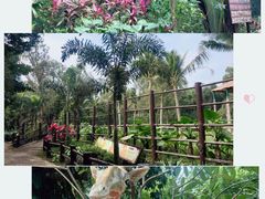 -海南热带野生动植物园