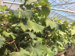 -马陆小张葡萄园农家乐