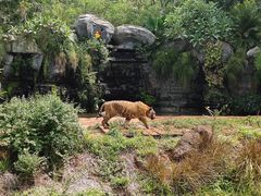 -海南热带野生动植物园