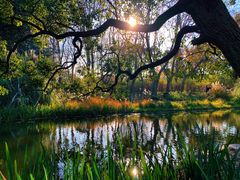 -上海共青森林公园