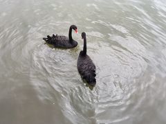 -五缘湾湿地公园