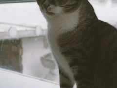 -喵屿·大理花园猫咖