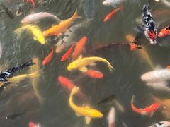 -炑羊香烤全羊(西三旗店)