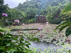 -野象谷景区