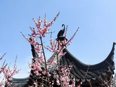 -香雪海
