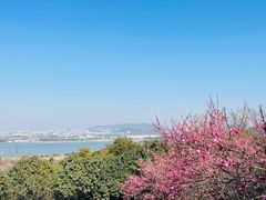 -香雪海