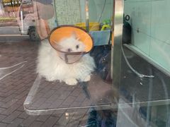 -瑞派动物医院·绝育·犬猫全科·预防医学(光景江南中店)