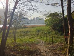 -华侨城湿地公园