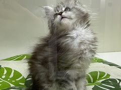 -青奢宠物·青奢猫舍