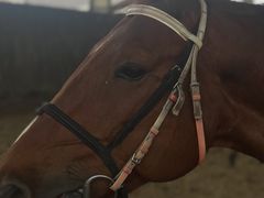 -松声马术俱乐部