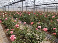-海上花岛玫瑰园采摘