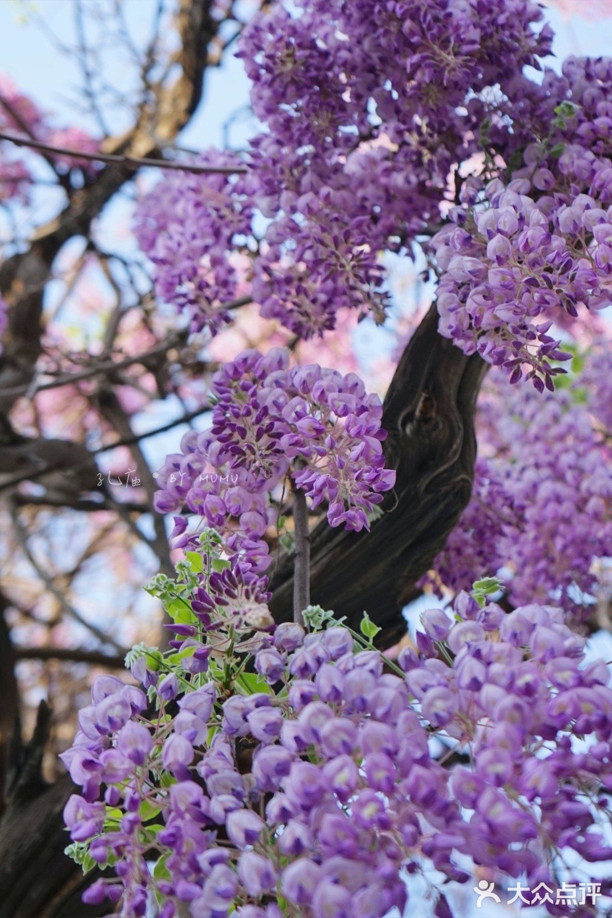 北京最美100年紫藤花,就在孔庙里,可别再错过了!