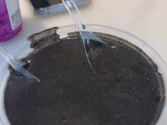 -芝麻糊世家(西华店)