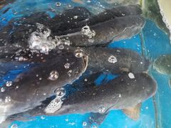 -浔味·山屿湖·正宗淳牌全鱼宴老字号