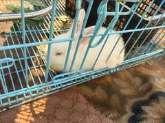 -喜杨洋草莓采摘园