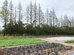 -前小桔亲子创意农场·草莓采摘·露营烧烤