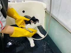 -四月宠物医院·猫专科·心脏专科·内科(转塘店)