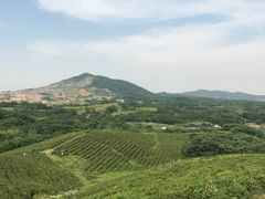 -大塘金香草谷