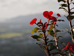 -槟城小云顶泰式餐厅