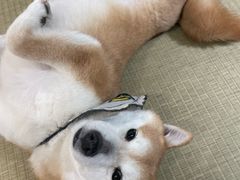 -逗柴咖啡屋·狗咖猫咖宠物桌游