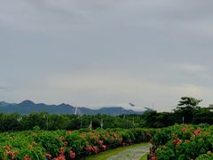 -深圳湾公园(南山区)