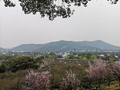 -香雪海