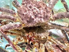 -万龙洲海鲜(大兴绿地缤纷城店)