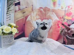 -爱洗澡的猫(望京店)