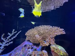 -上海海洋水族馆