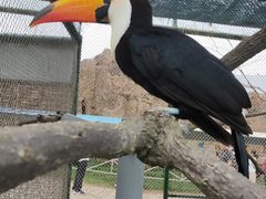 -西霞口神雕山野生动物世界