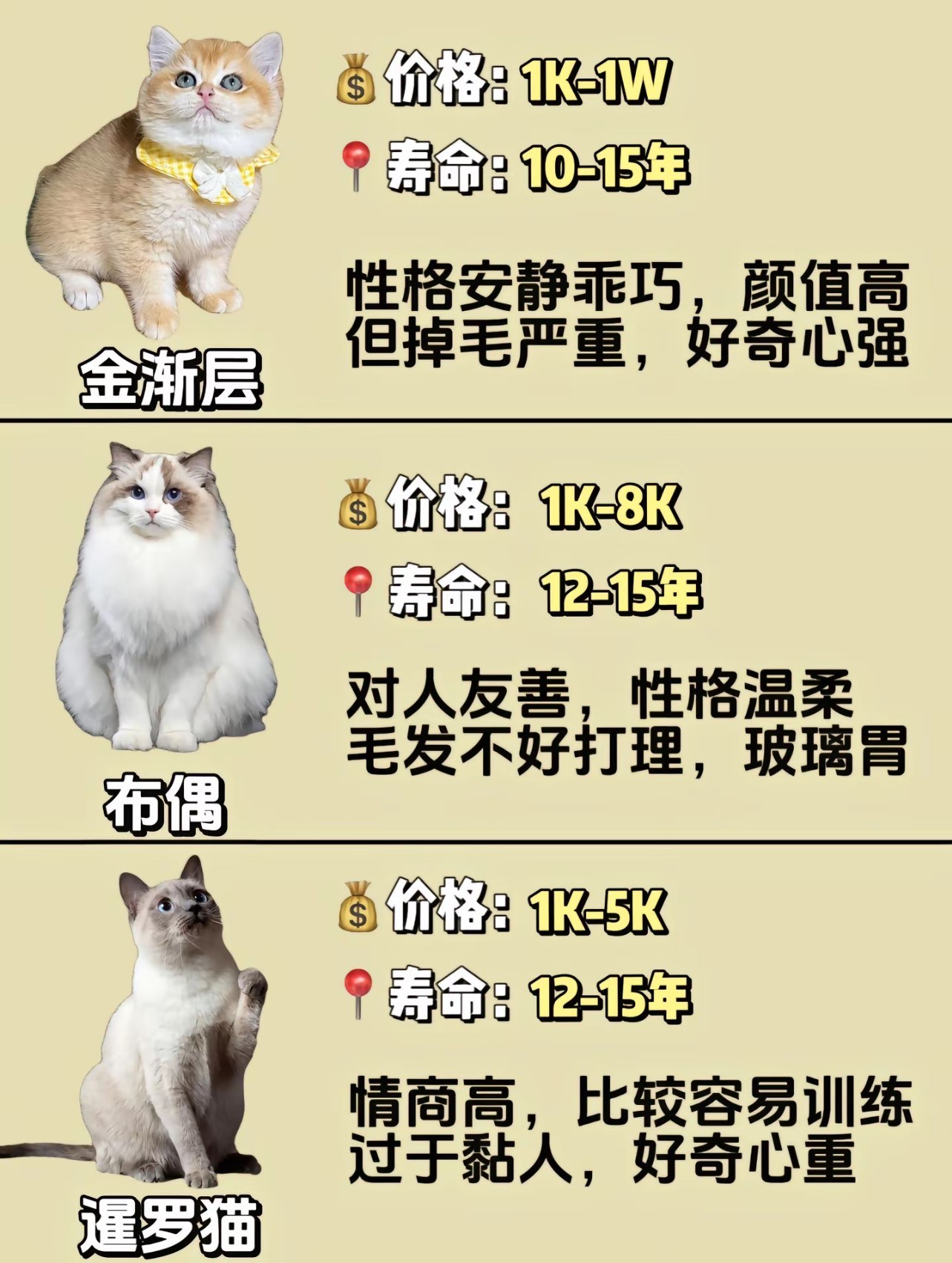 新手铲屎官猫咪品种推荐