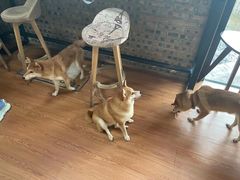 -柴犬高等学院·狗咖·柴犬售卖·宠物训练