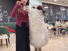 -安格丽娜·狗咖·猫咖羊驼咖(春熙路百盛商场店)