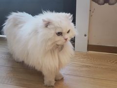 -Pets First伊珊娜洗护·精致美容·家庭式寄养(新会路店)