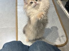 -琪喵猫屋·撸猫猫咖·猫舍