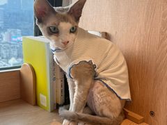 -猫小主咖啡·猫咖cat cafe(福田店)