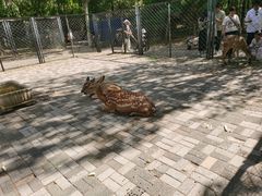 -长白岛森林公园