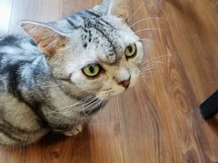 -猫友咖啡店(玉林西路店)