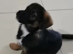 -瑞派宠物医院(搏威敦和院)