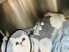 -艾贝尔宠物医院·狂犬免疫点(江山金象城店)