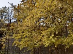 -阳台山自然风景区