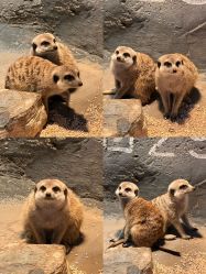 -Zoolung Zoolung动物主题公园(海信广场店)