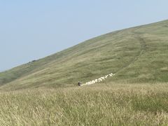 -恋山坝上草原