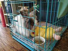 -志龙皇冠吃货椰子铺