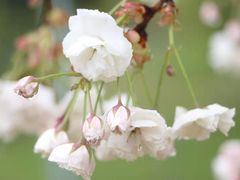 -天适樱花悠乐园